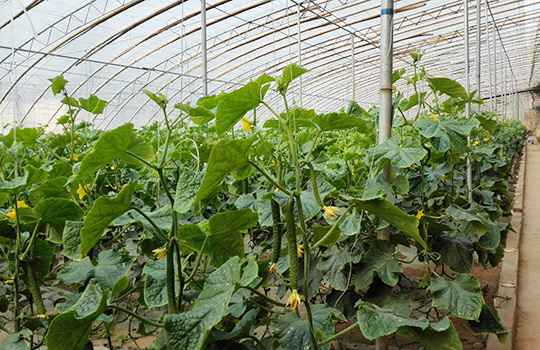 ����ͻ��-������κ�����_MG������Ϸ